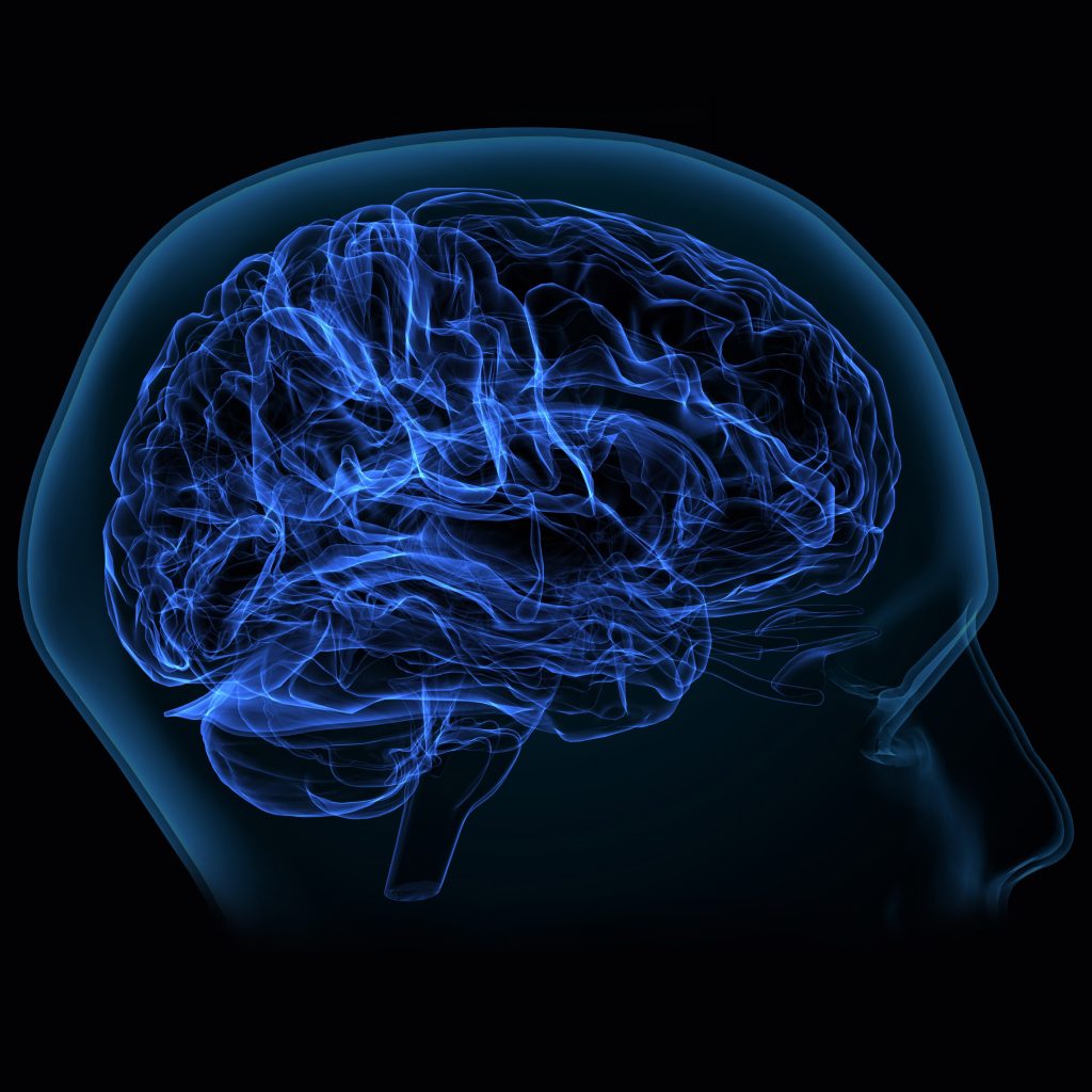 3d illustration of brain white matter of cerebral hemisphere anatomy.
